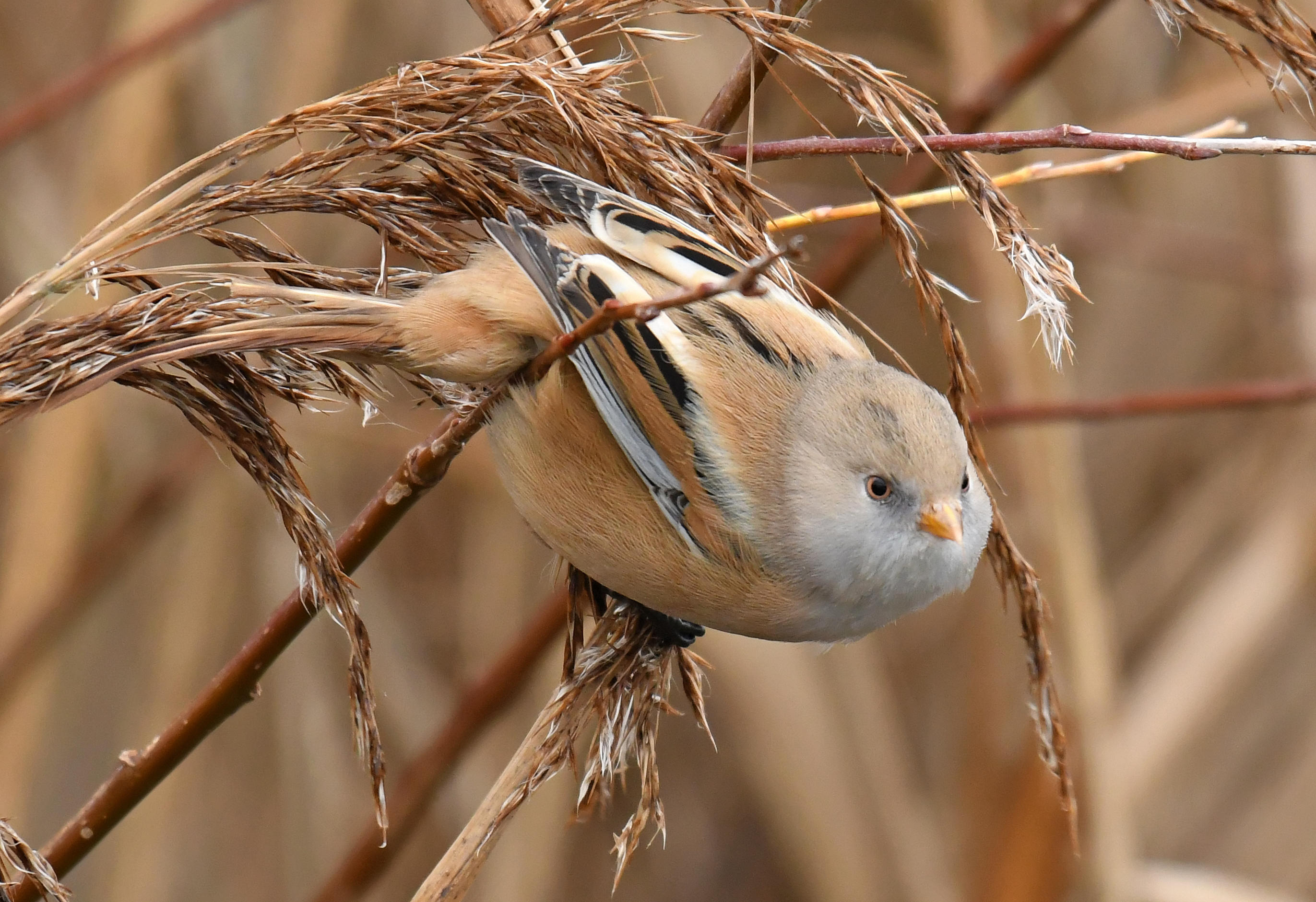 Roger Lecoutre - Baardmannetje_web